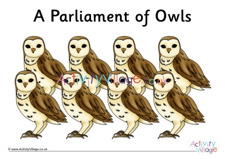 Collective Noun Owls