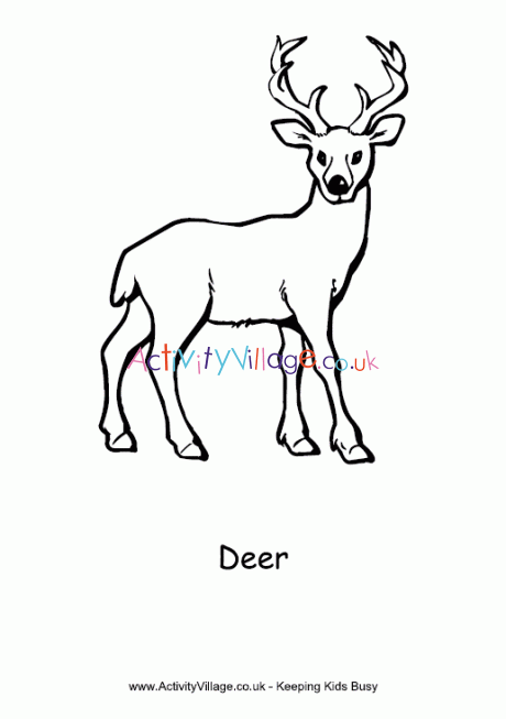 Deer colouring page