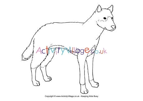 Dingo colouring page