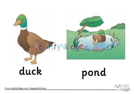 Duck and Pond Poster