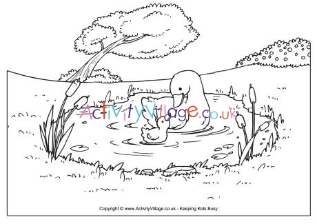 Duck pond colouring page