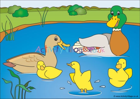 Ducks Scene Poster