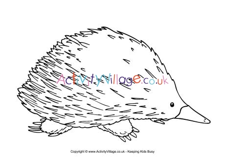 Echidna colouring page