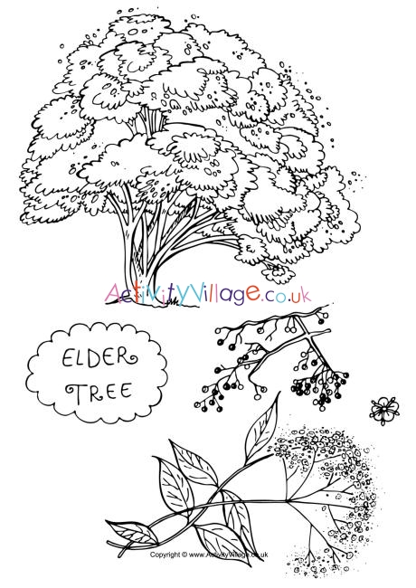 Elder tree colouring page