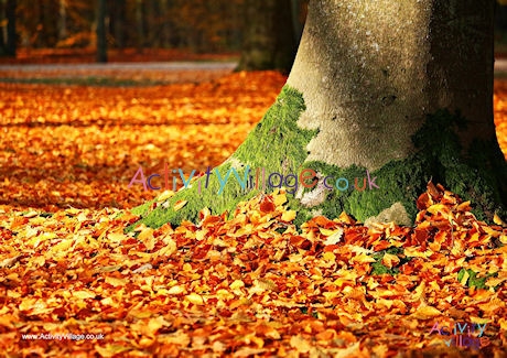 Fallen leaves poster