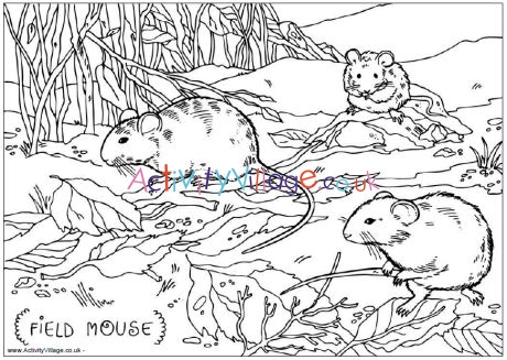 Field Mouse Colouring Page For Kids