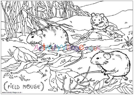 Field mouse colouring page