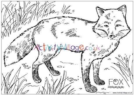 Fox colouring page