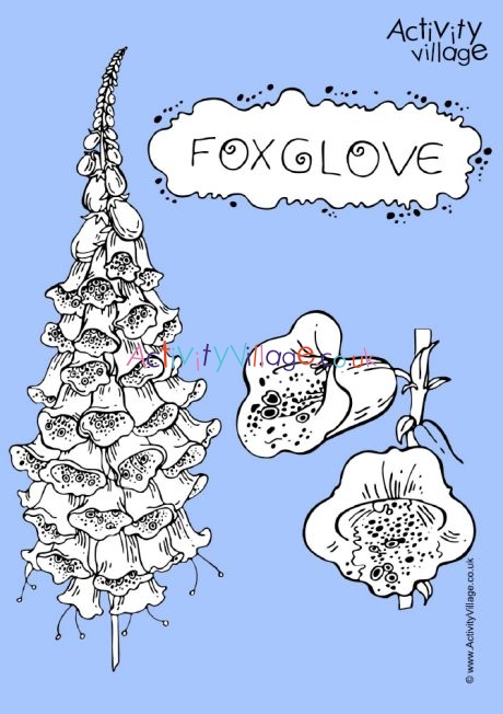 Foxglove colouring page 2