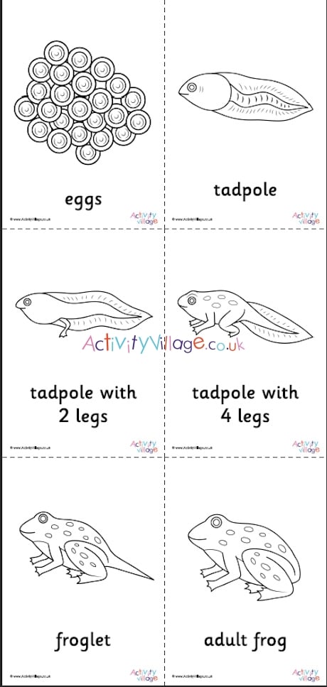 Frog life cycle colouring pages set