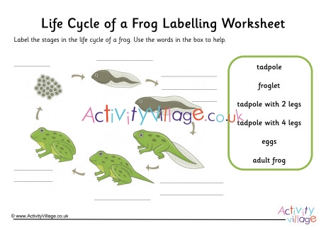 Frog Life Cycle Labelling Worksheet Guided