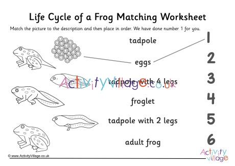 Frog Life Cycle Matching Worksheet