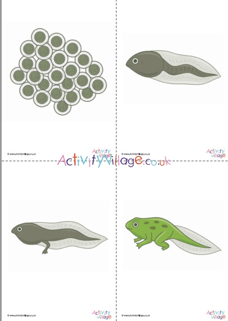 Frog Life Cycle Posters Set