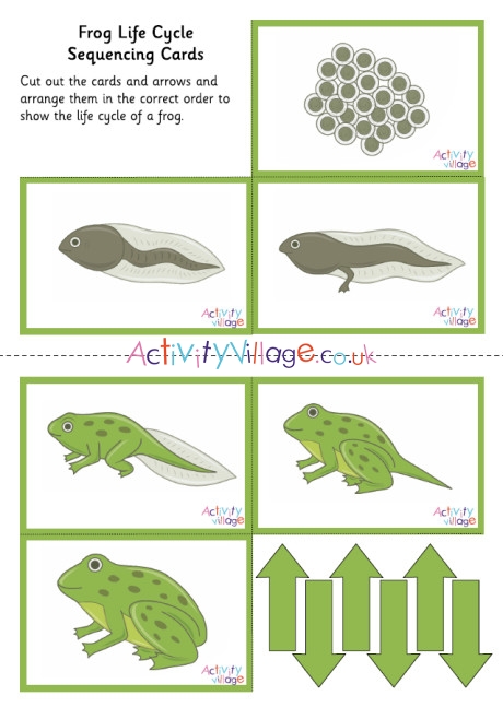Frog Life Cycle Sequencing Cards