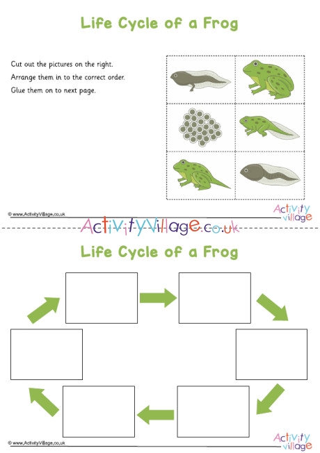 Frog Life Cycle Sequencing Worksheet