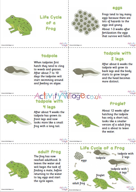 Frog Life Cycle Slideshow