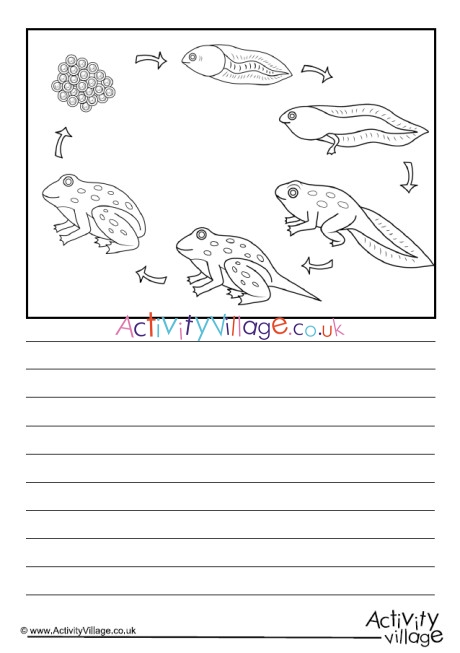 Frog Life Cycle Story Paper - Blank