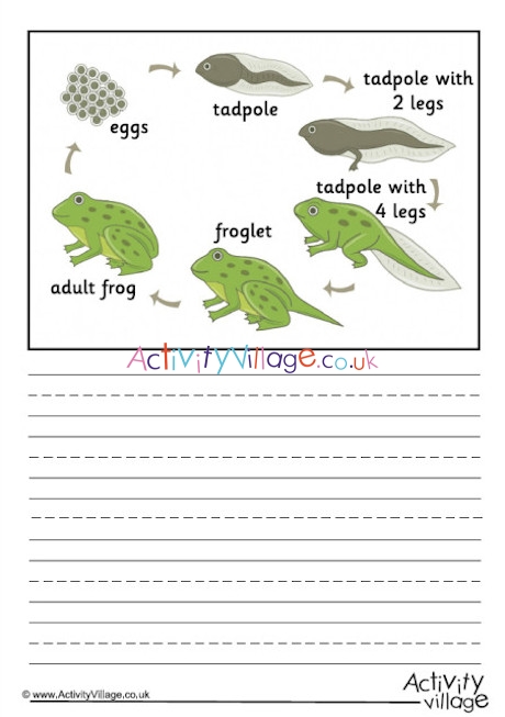 Frog Life Cycle Story Paper - Labelled