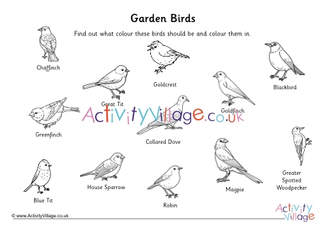 Garden Bird Colouring In