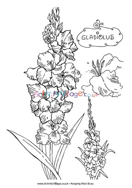 Gladiolus colouring page