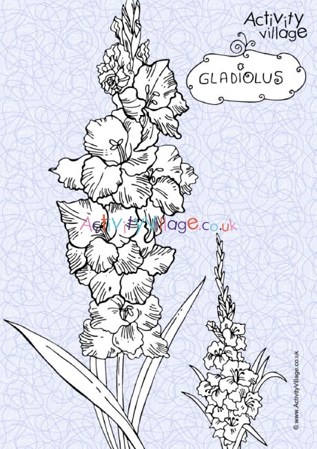 Gladiolus colouring page 2