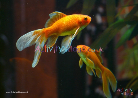 Goldfish Poster 3