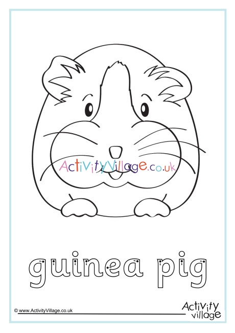 Guinea Pig Finger Tracing