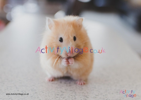 Hamster Poster 3