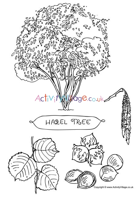 Hazel tree colouring page