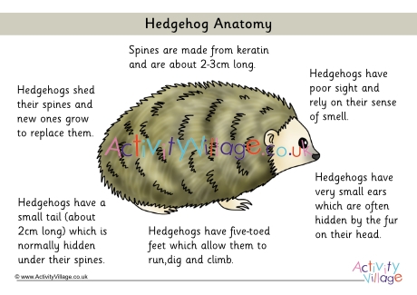 Hedgehog anatomy poster