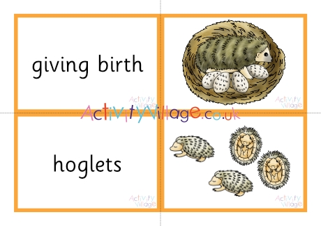 Hedgehog life cycle matching cards