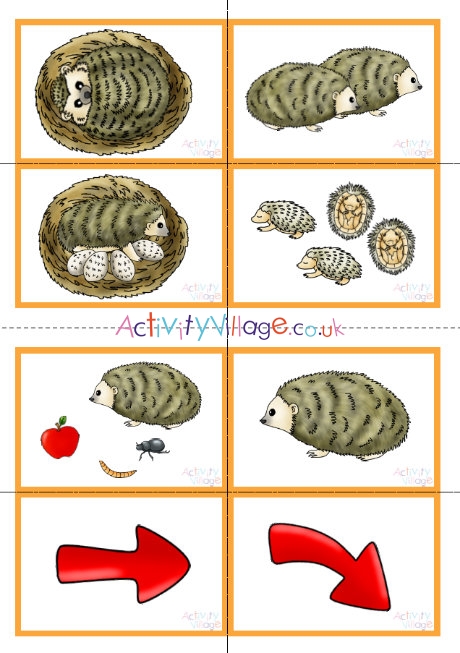 Hedgehog life cycle sequencing cards
