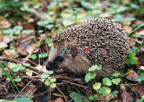 Hedgehog Poster 2