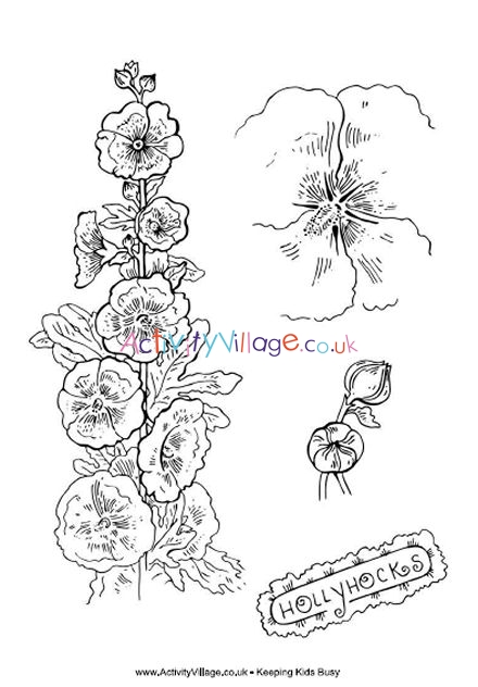 Hollyhocks colouring page