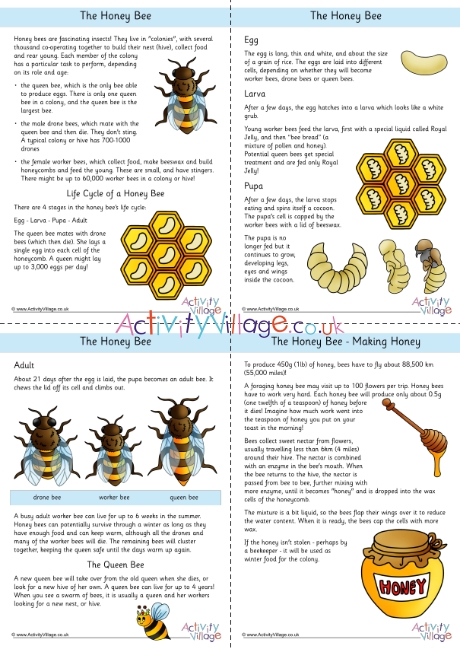 Honey bee fact file