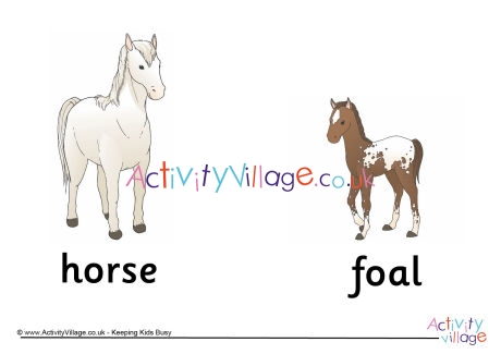 Horse and Foal Poster