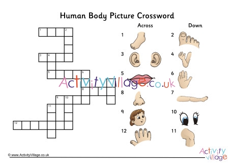 Human Body Picture Crossword