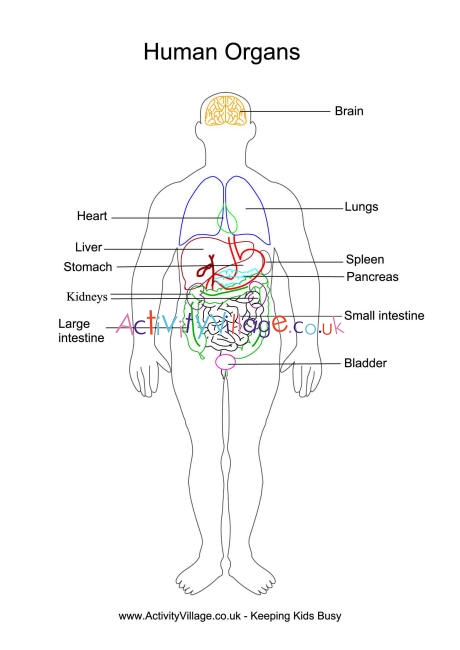 Human Organs Printables