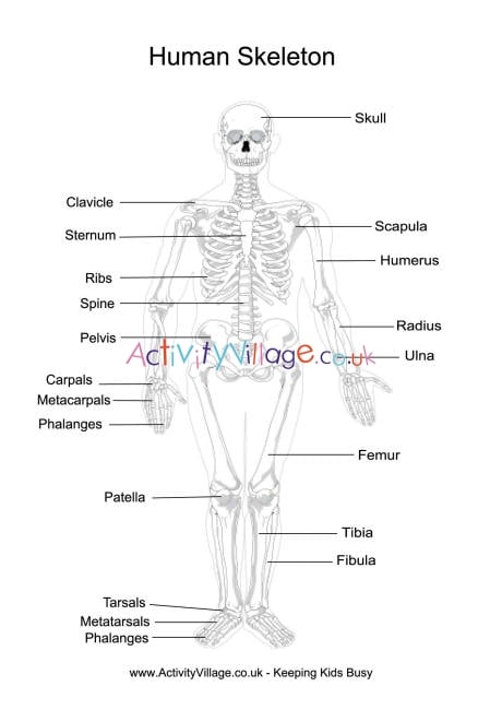 Printable Human Skeleton Diagram Unlabeled 