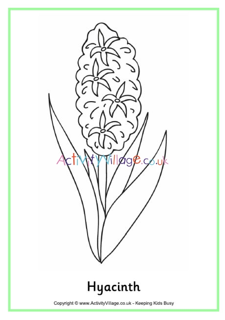 Hyacinth colouring page