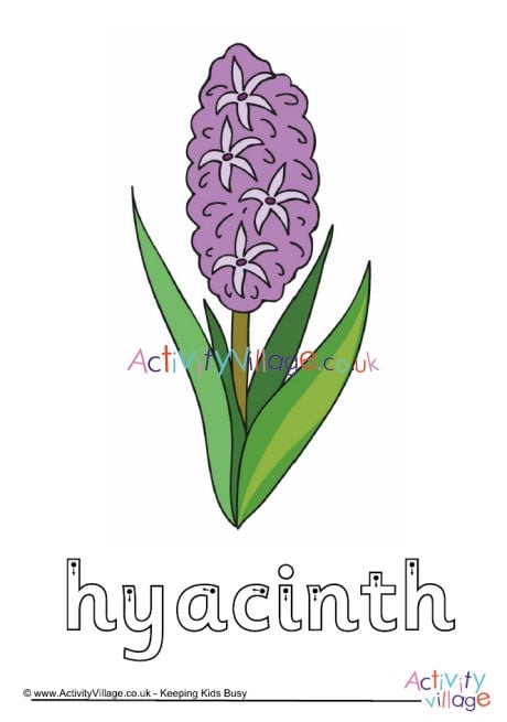 Hyacinth finger tracing