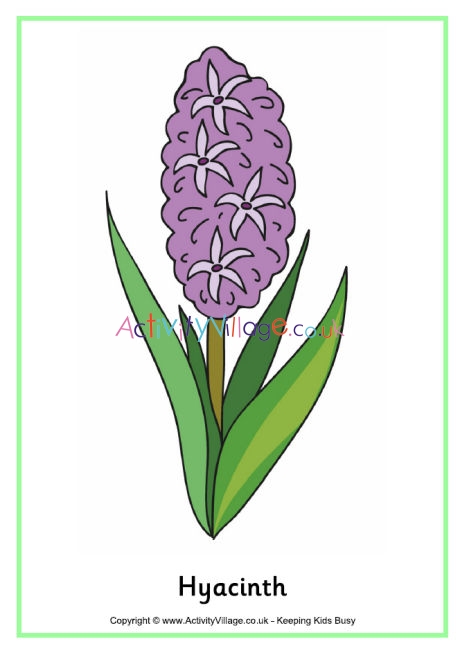 Hyacinth poster