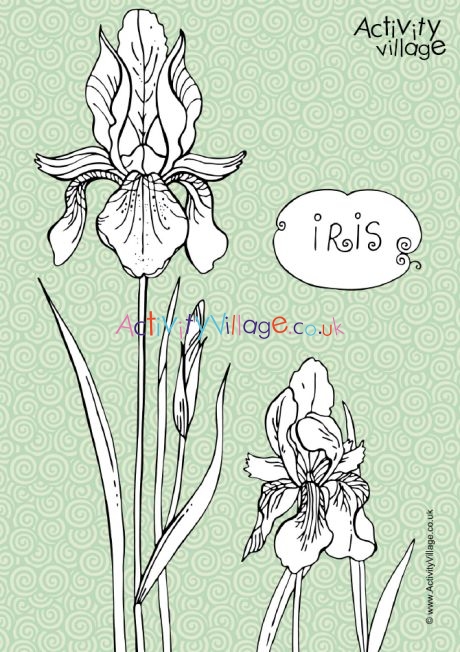 Iris colouring page 2