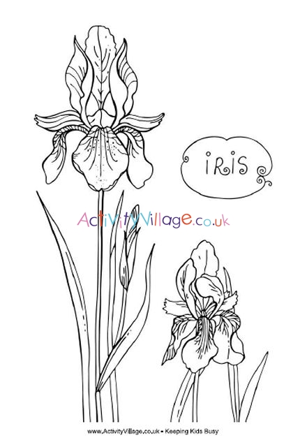 Iris colouring page