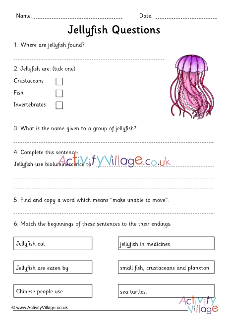Jellyfish comprehension questions
