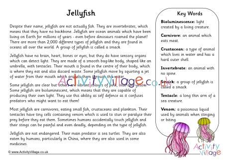 Jellyfish fact sheet