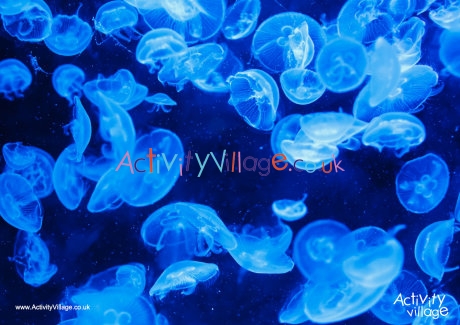 Jellyfish poster 2