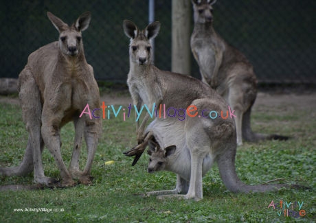 Kangaroo Poster 3