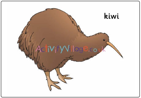 Kiwi poster