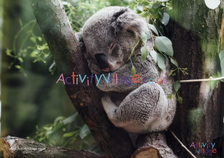 Koala Poster 3